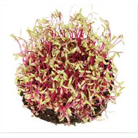 Kitchen Garden Beet Crimson Globe Sprouting Seeds